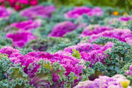Kale flower in purple and blue の写真素材