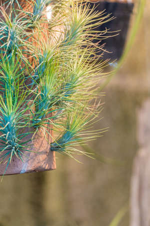 Plant of bromeliads in garden の写真素材