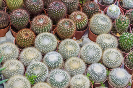 Pattern of green cactus plants in pots の写真素材