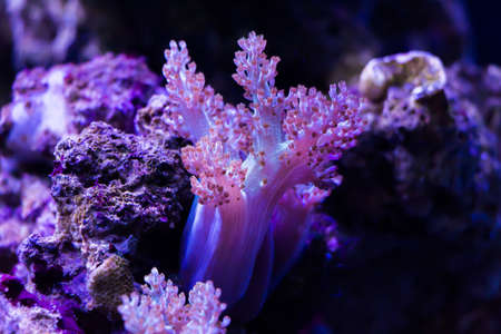 Aquarium coral reef with fish の写真素材