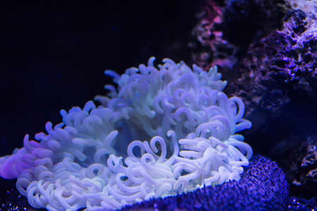 White sea anemone attached to a rock under water の写真素材
