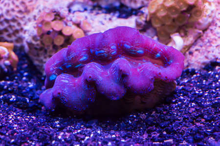 A giant clam under the water の写真素材