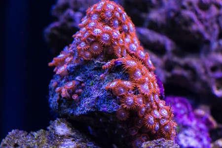 A colony of zoanthids showing the variety of colors of this species of coral の写真素材