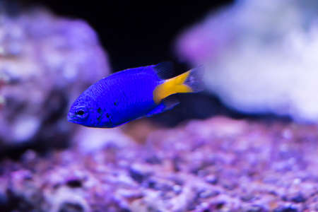 The azure damselfish also known as half-blue damselfis の写真素材