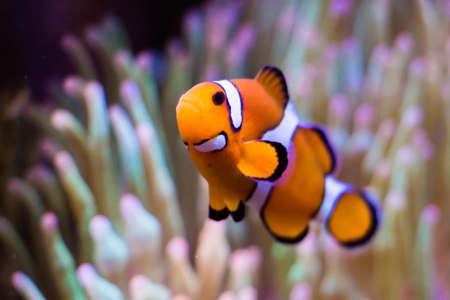 Clownfish in the blue sea like nimo の写真素材