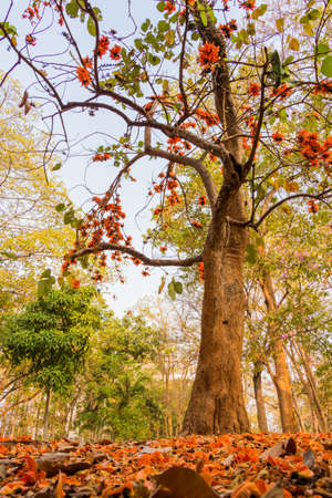 Butea Monosperma or Palash flower of Southeast Asiaの写真素材