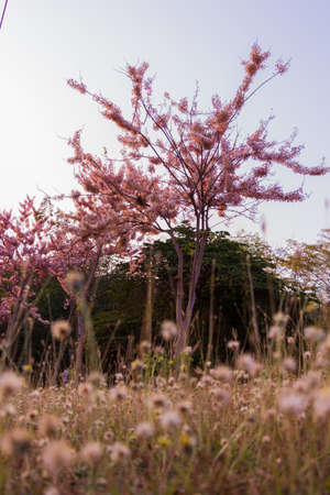 Pink shower tree or Cassia bakeriana Craib is beautiful tropical tree 