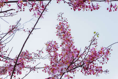Pink shower tree or Cassia bakeriana Craib is beautiful tropical tree 