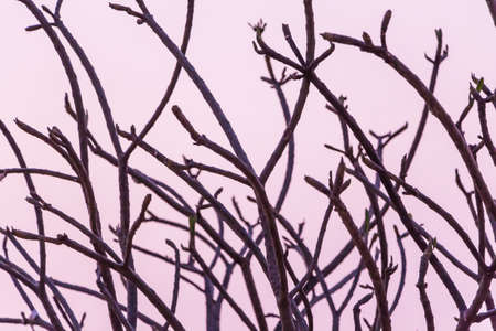 Tree branches silhouette beautiful sunset の写真素材