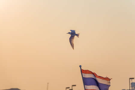 Beautiful sunset, shining in the sun sea and flying seagull の写真素材