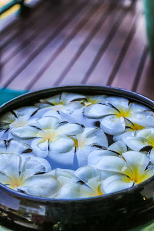 Plumeria FLOWER on waterの写真素材