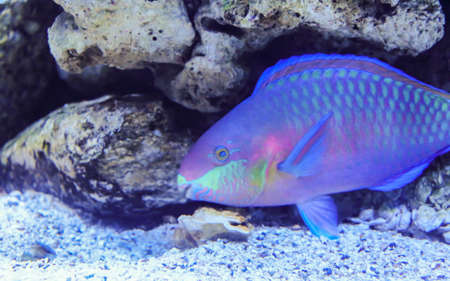 Parrotfish is underwater
