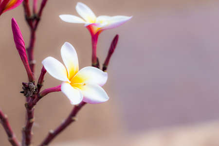 Pink Frangipani Flowers  in a garden の写真素材