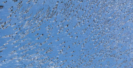 Blue ice cubes a background of the pattern formed.