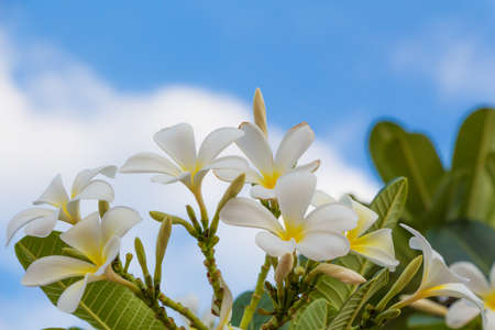 Plumeria flowers against blue sky.