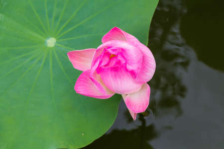 The lotus flower in full bloom.の写真素材