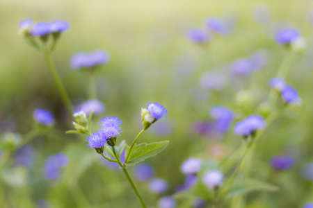 wild flowers on the meadow.の写真素材