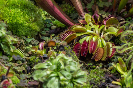A sarracenia purpurea close up.の写真素材
