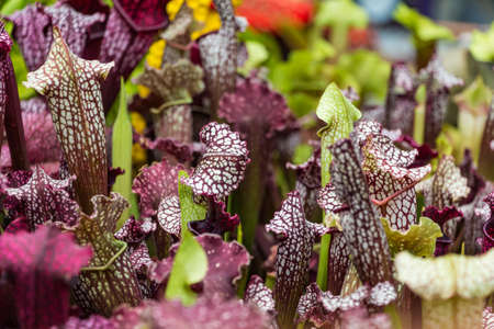 A sarracenia purpurea close up.の写真素材