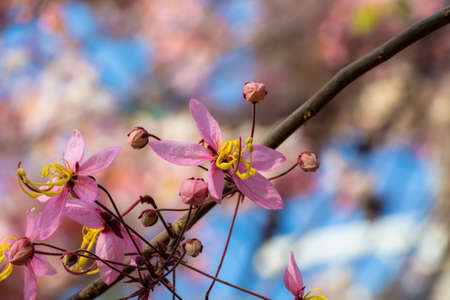 Plenty Cassia bakeriana Craib flowerの写真素材