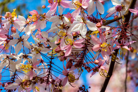 Plenty Cassia bakeriana Craib flowerの写真素材