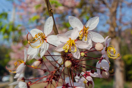 Plenty Cassia bakeriana Craib flowerの写真素材