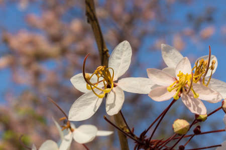 Plenty Cassia bakeriana Craib flowerの写真素材