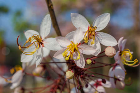 Plenty Cassia bakeriana Craib flowerの写真素材