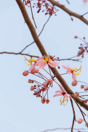Plenty Cassia bakeriana Craib flowerの写真素材