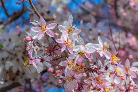 Plenty Cassia bakeriana Craib flowerの写真素材