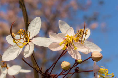 Plenty Cassia bakeriana Craib flowerの写真素材