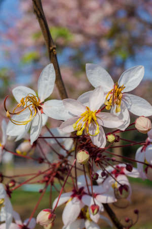Plenty Cassia bakeriana Craib flowerの写真素材