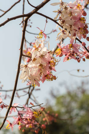 Plenty Cassia bakeriana Craib flowerの写真素材