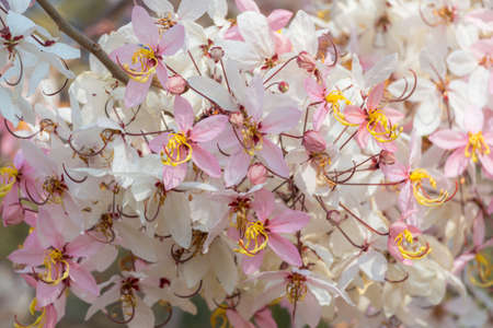 Plenty Cassia bakeriana Craib flowerの写真素材