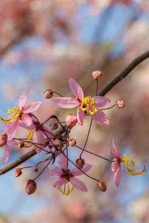 Plenty Cassia bakeriana Craib flowerの写真素材