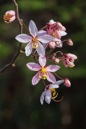 Plenty Cassia bakeriana Craib flowerの写真素材
