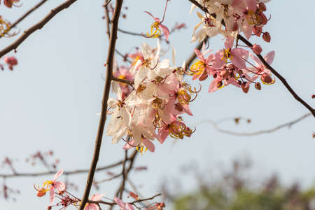 Plenty Cassia bakeriana Craib flowerの写真素材