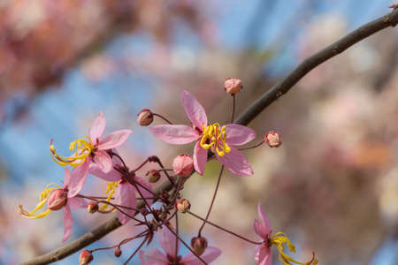 Plenty Cassia bakeriana Craib flowerの写真素材