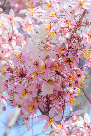 Plenty Cassia bakeriana Craib flowerの写真素材