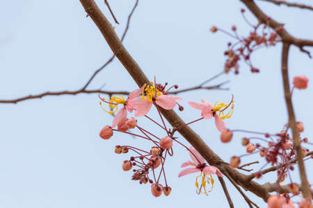Plenty Cassia bakeriana Craib flowerの写真素材