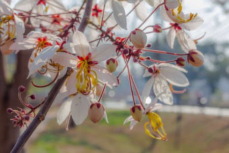 Plenty Cassia bakeriana Craib flowerの写真素材