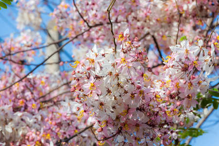 Plenty Cassia bakeriana Craib flowerの写真素材
