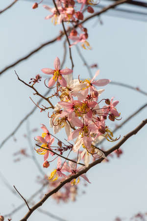 Plenty Cassia bakeriana Craib flowerの写真素材