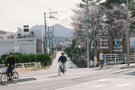 Apr 7, 2018  Yamanashi-ken,People ride a bicycle on the road with Cherry Blossom or Sakura near the road line.,Yamanashi-ken Japanのeditorial素材