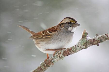 White Throated Sparrow in a Snow Stormの写真素材