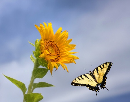 Pretty Sunflower with Eastern Tiger Swallowtail Butterfly and Blue Sky Background の写真素材