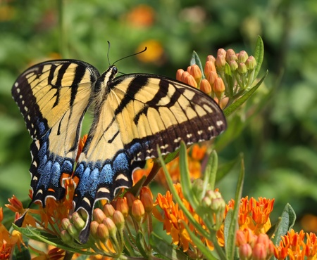 Eastern Tiger Swallowtail Butterfly Glaucus papilio の写真素材