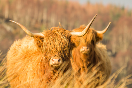 Two scottish highland cows looking at the camera with out of focus trees in the backgroundの写真素材