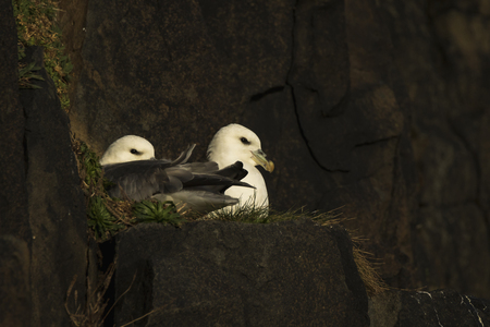 Two northern fulmars on a cliff edge in Aberdour, Fife Scotlandの写真素材