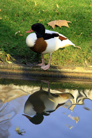 Duck and reflection